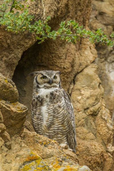 Colorado, Larimer County Great horned owl